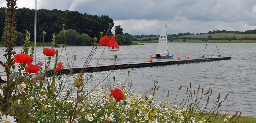 shore view flowers